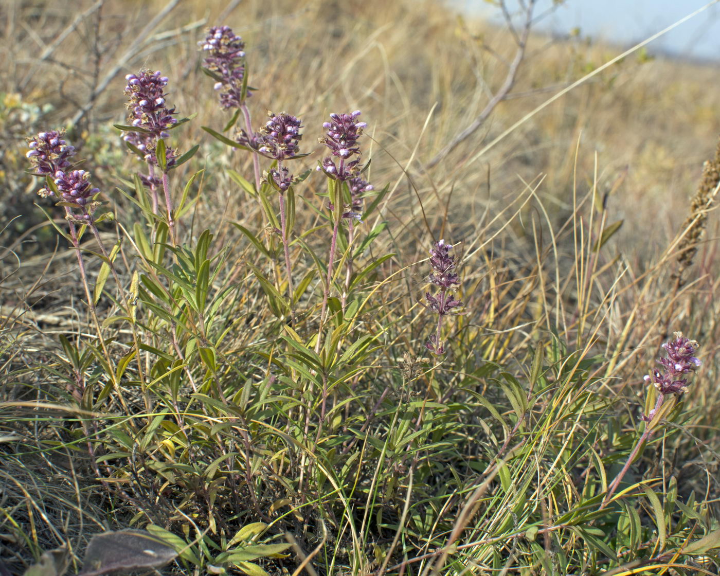 Image of Thymus marschallianus specimen.