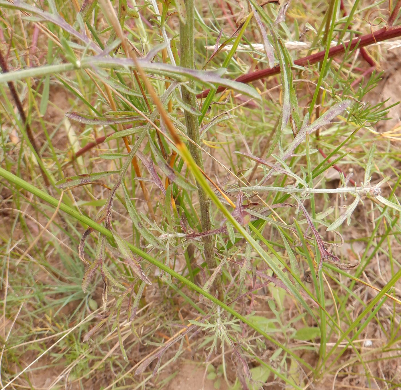 Image of Centaurea scabiosa specimen.