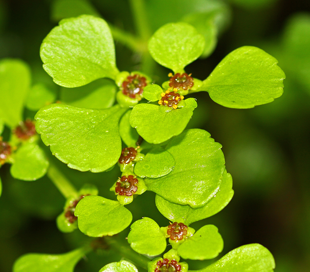 Image of Chrysosplenium ramosum specimen.