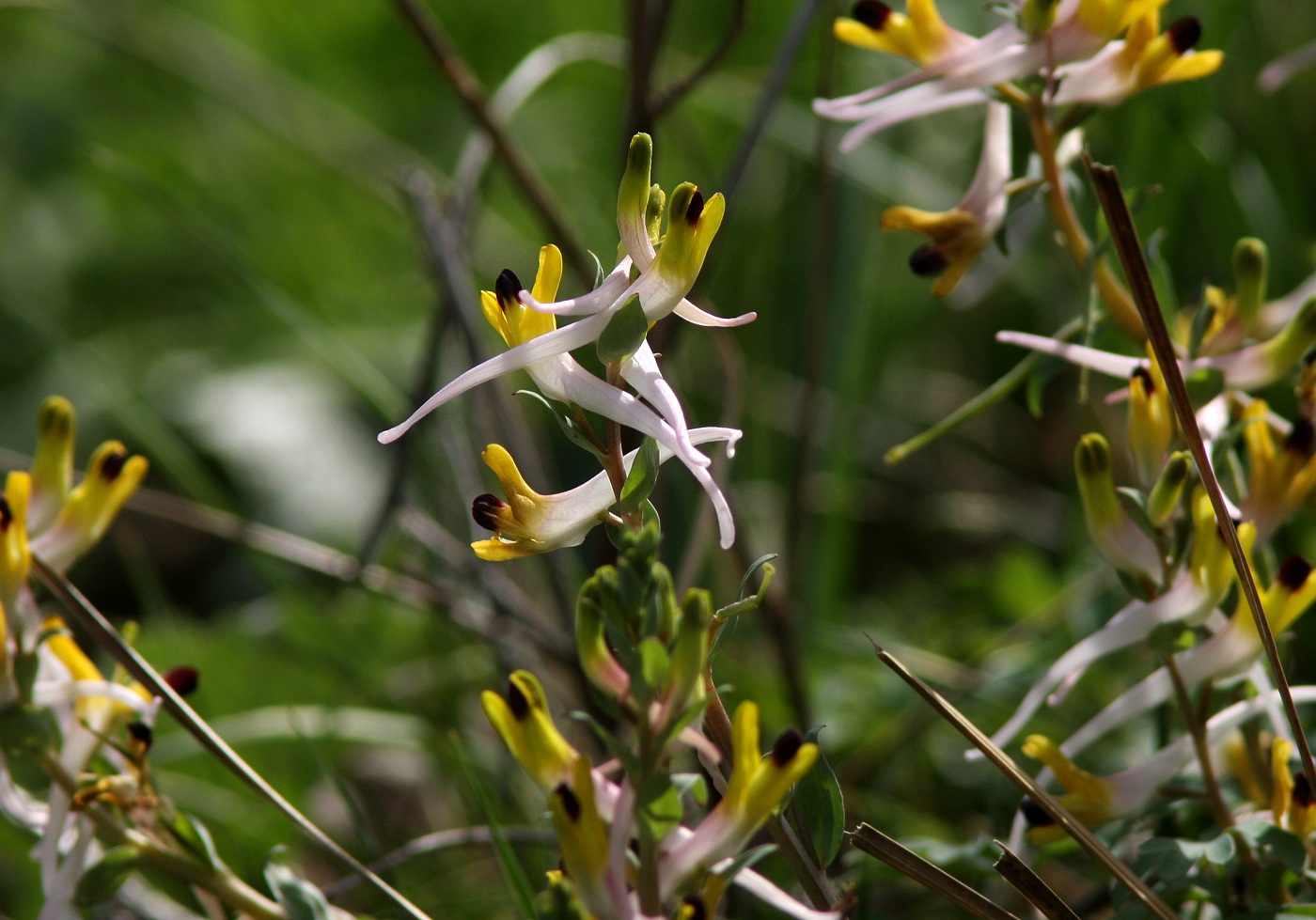 Изображение особи Corydalis ainae.