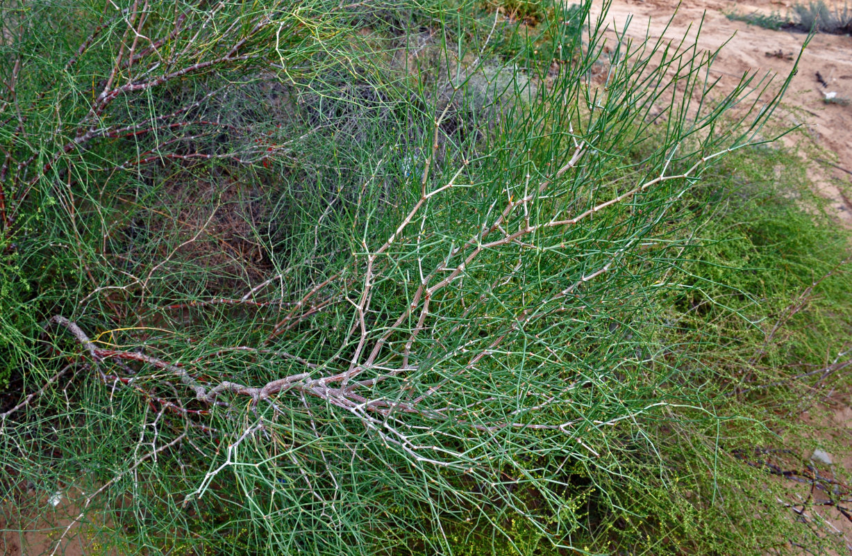 Image of genus Calligonum specimen.