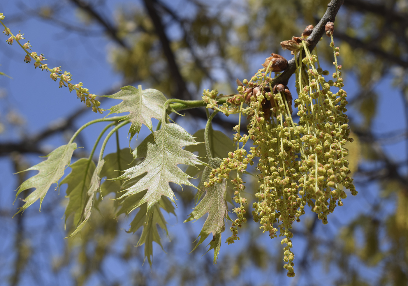 Image of Quercus rubra specimen.