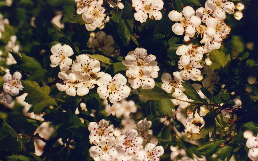 Image of Crataegus monogyna specimen.