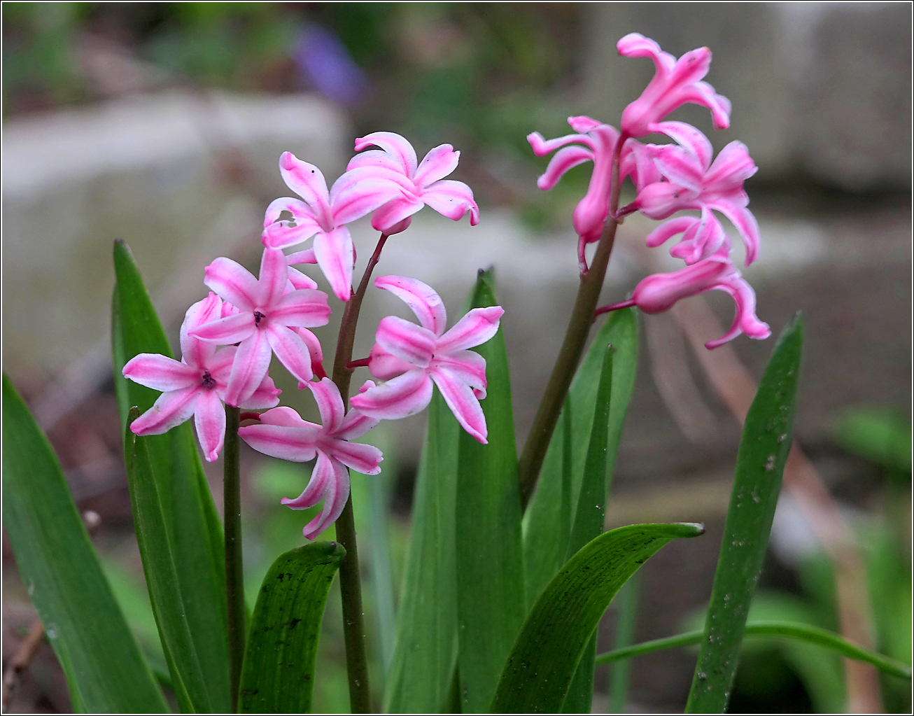 Image of Hyacinthus orientalis specimen.