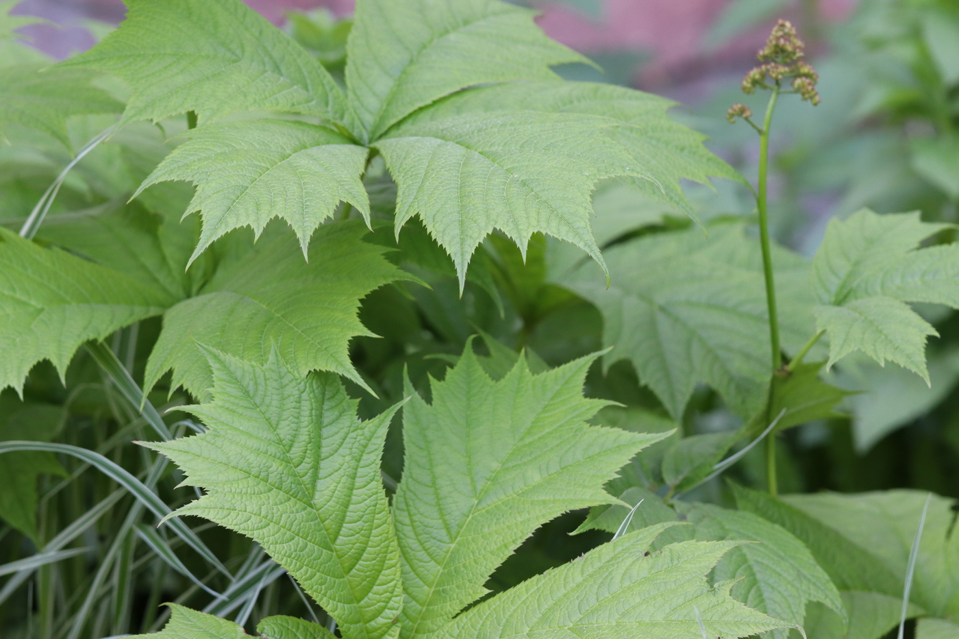 Изображение особи Rodgersia podophylla.