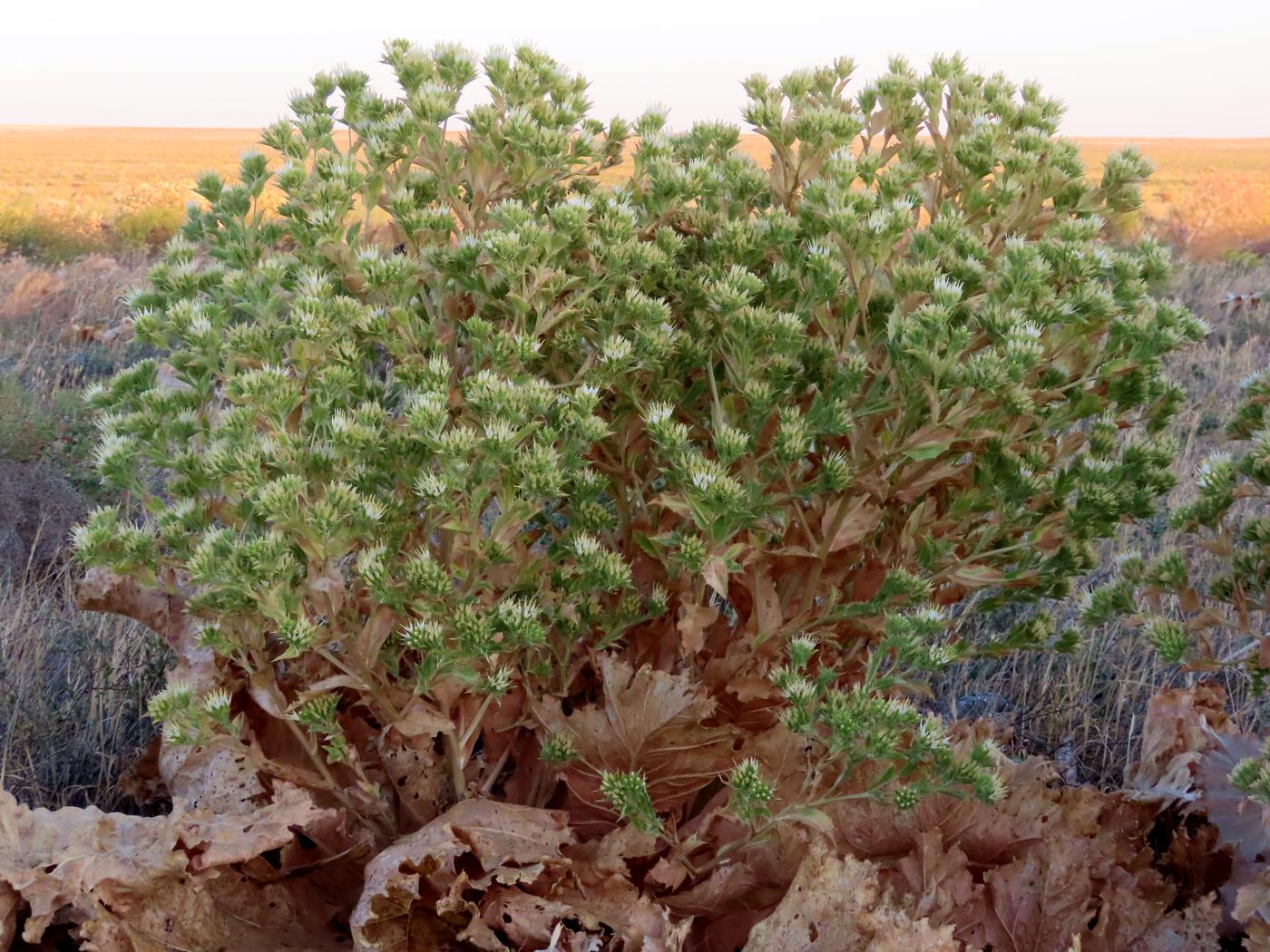 Image of Cousinia triflora specimen.