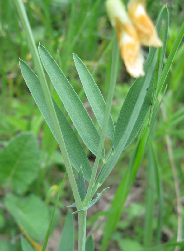 Изображение особи Lathyrus lacaitae.