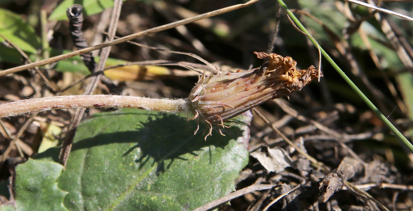 Image of Taraxacum serotinum specimen.