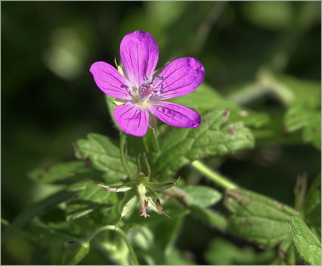 Image of Geranium palustre specimen.