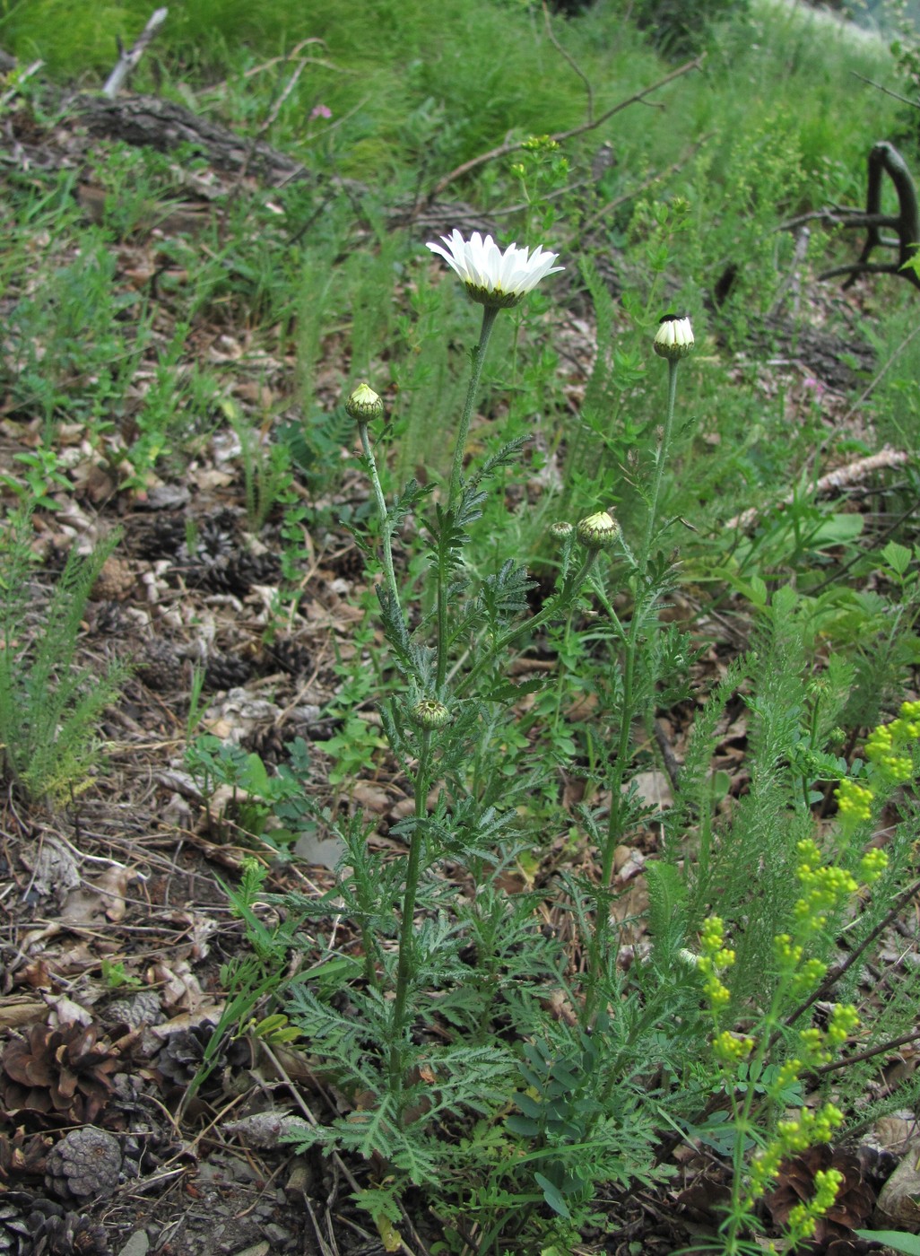 Изображение особи род Anthemis.