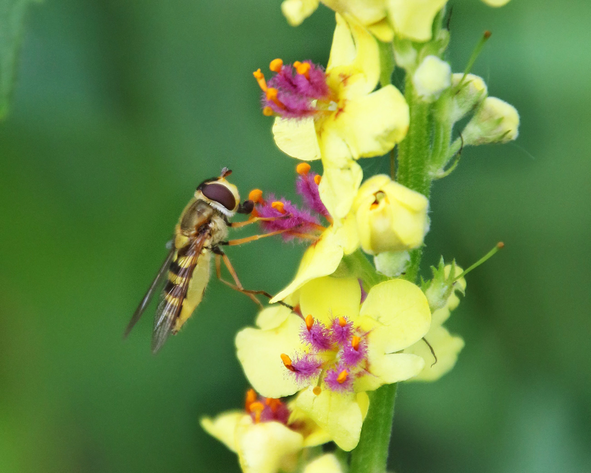 Изображение особи Verbascum nigrum.