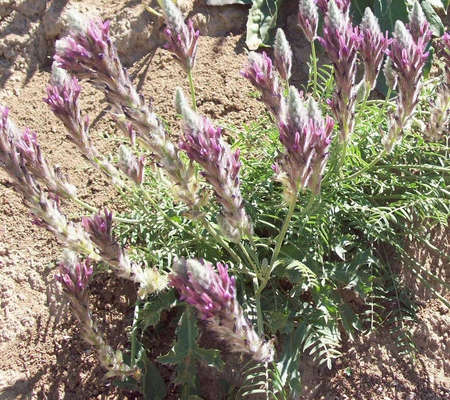 Изображение особи Astragalus macrostachys.
