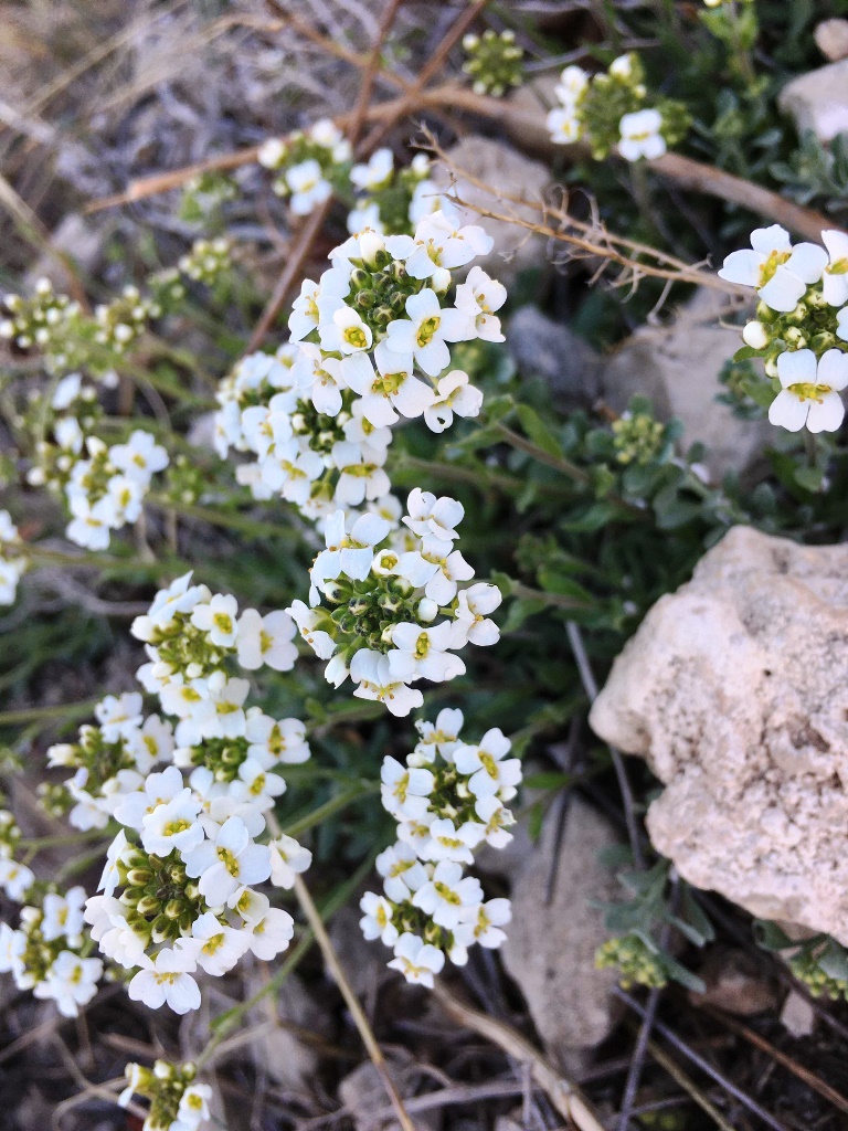 Изображение особи Schivereckia podolica.