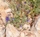 Centaurea cyanoides. Цветущее растение. Израиль, горы Самарии, западная часть, поселение Альпей Менаше, обочина тропы на склоне северо-западной экспозиции. 28.04.2022.