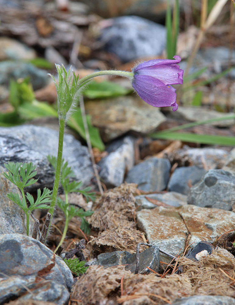 Image of genus Pulsatilla specimen.