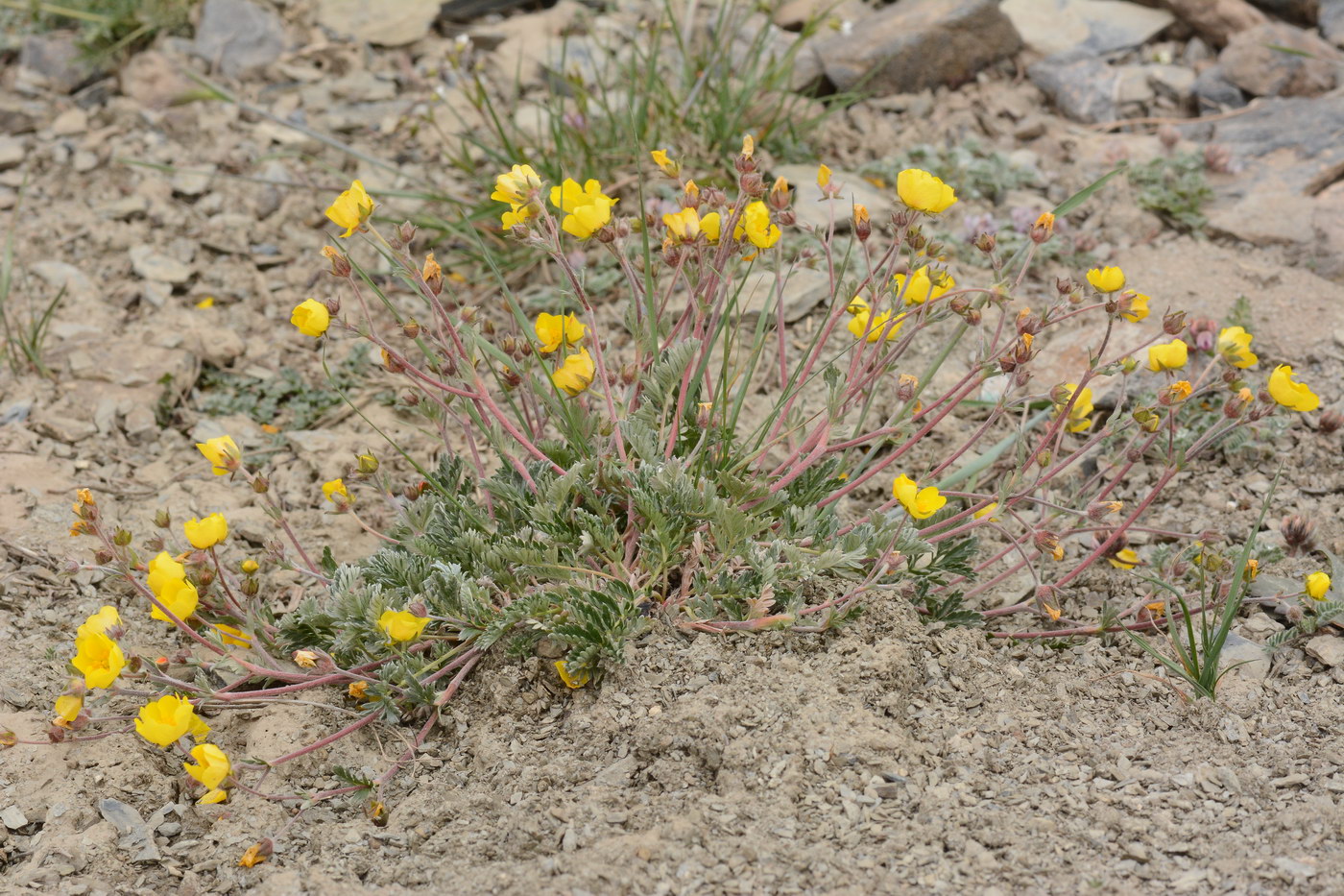 Image of Potentilla pamirica specimen.