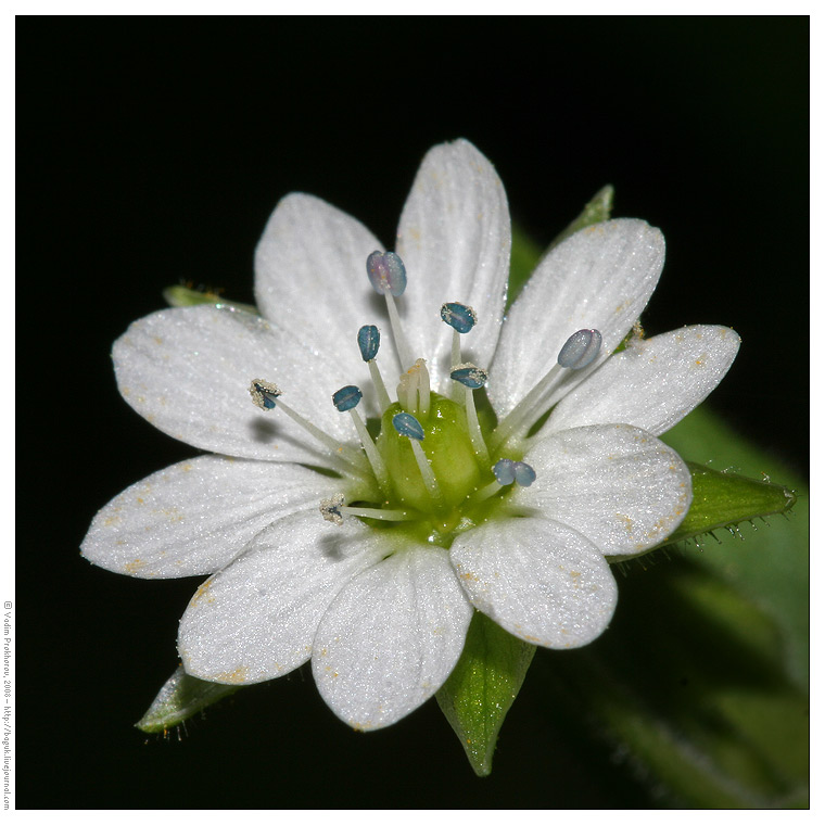 Изображение особи Myosoton aquaticum.