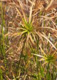 genus Cyperus