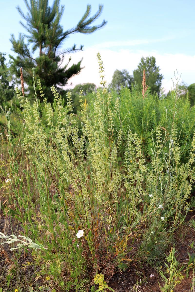 Image of Silene borysthenica specimen.