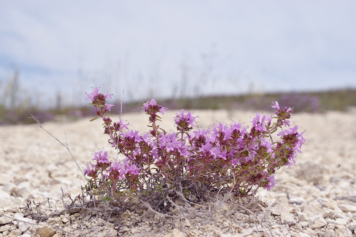 Image of Thymus calcareus specimen.