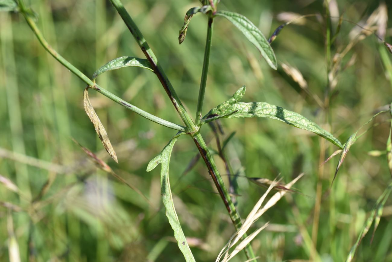 Image of Verbena officinalis specimen.