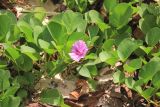 Смотреть изображение Ipomoea pes-caprae