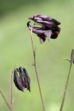 Aquilegia atrovinosa