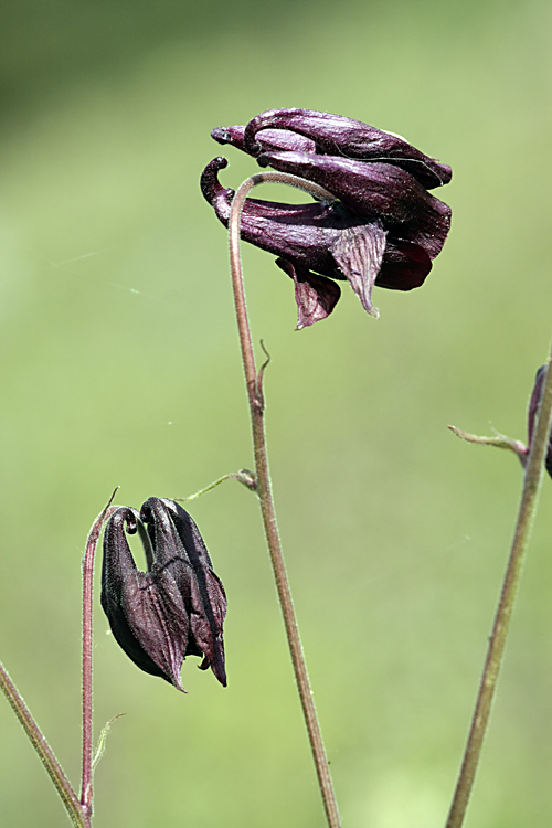 Image of Aquilegia atrovinosa specimen.