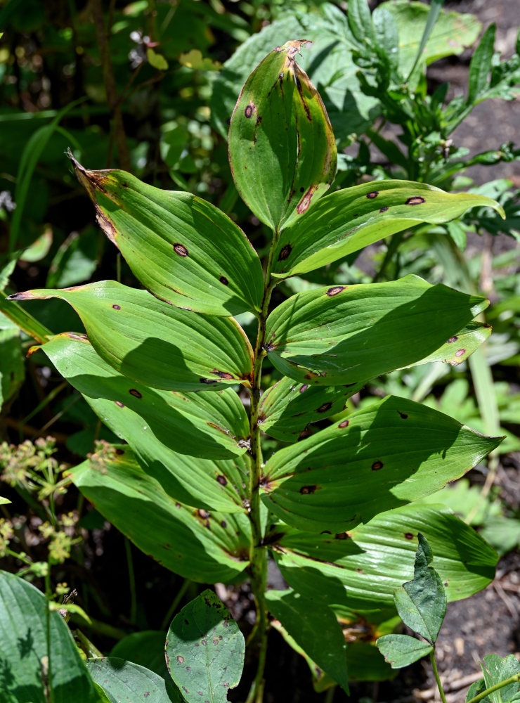 Image of Polygonatum maximowiczii specimen.