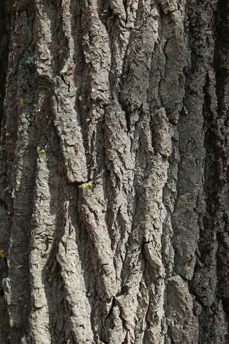 Изображение особи Populus alba.