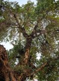 Ficus sycomorus. Часть ствола плодоносящего дерева. Египет, мухафаза Асуан, о-в Элефантина, в культуре. 03.05.2023.