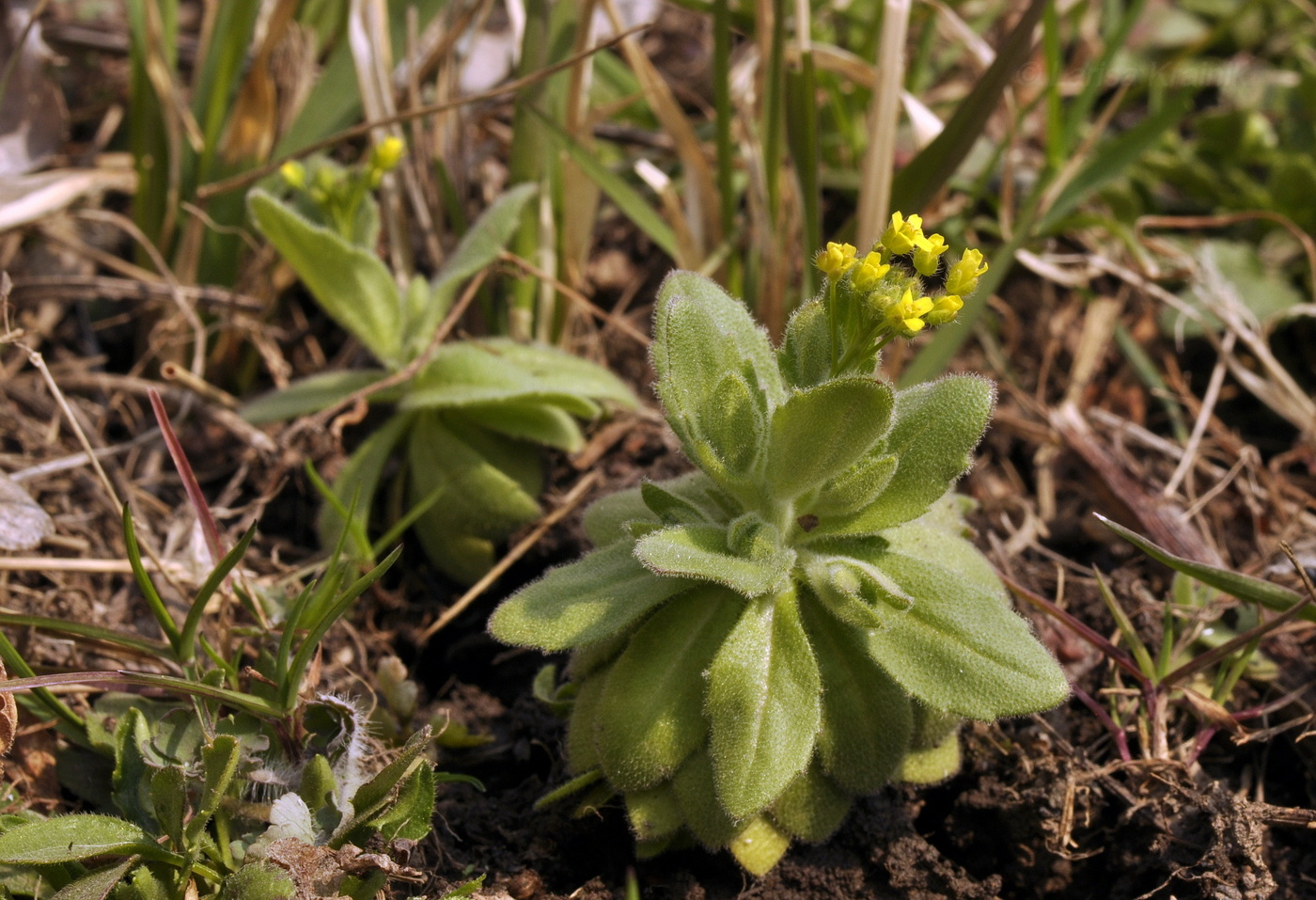 Изображение особи Draba nemorosa.