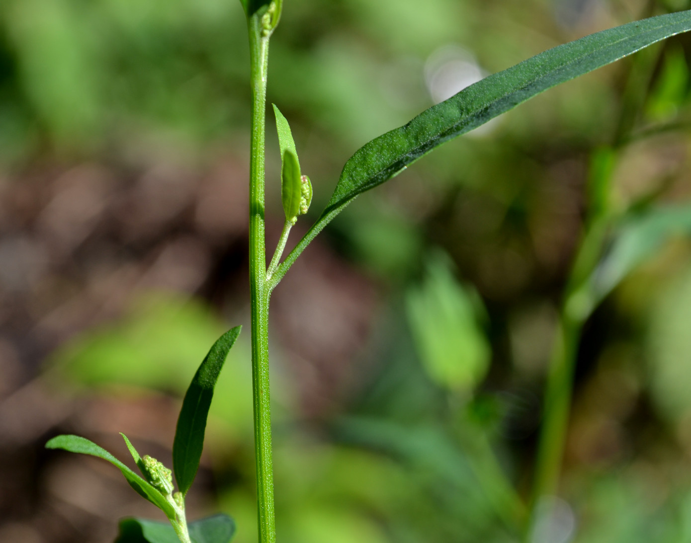 Image of genus Atriplex specimen.