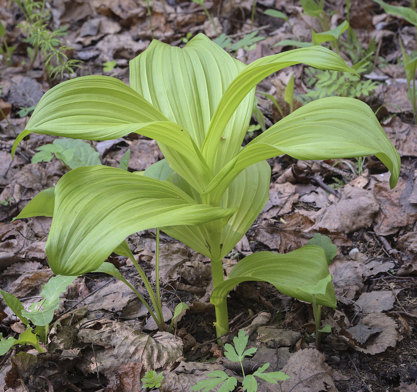 Image of Veratrum lobelianum specimen.