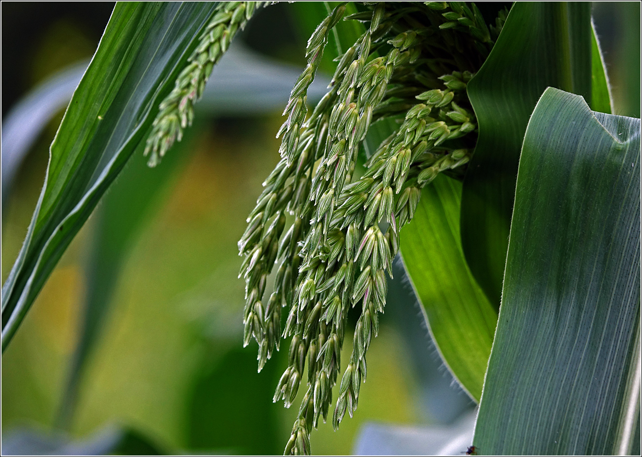 Изображение особи Zea mays.