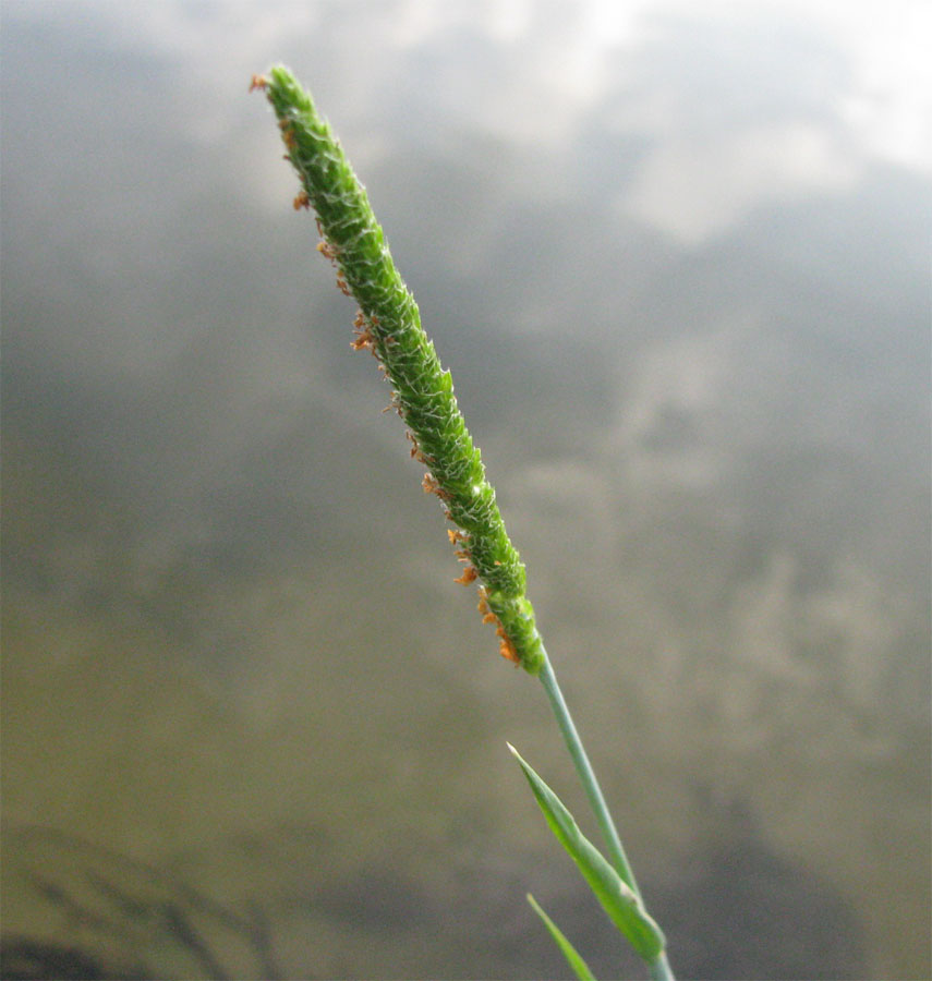 Image of Alopecurus aequalis specimen.