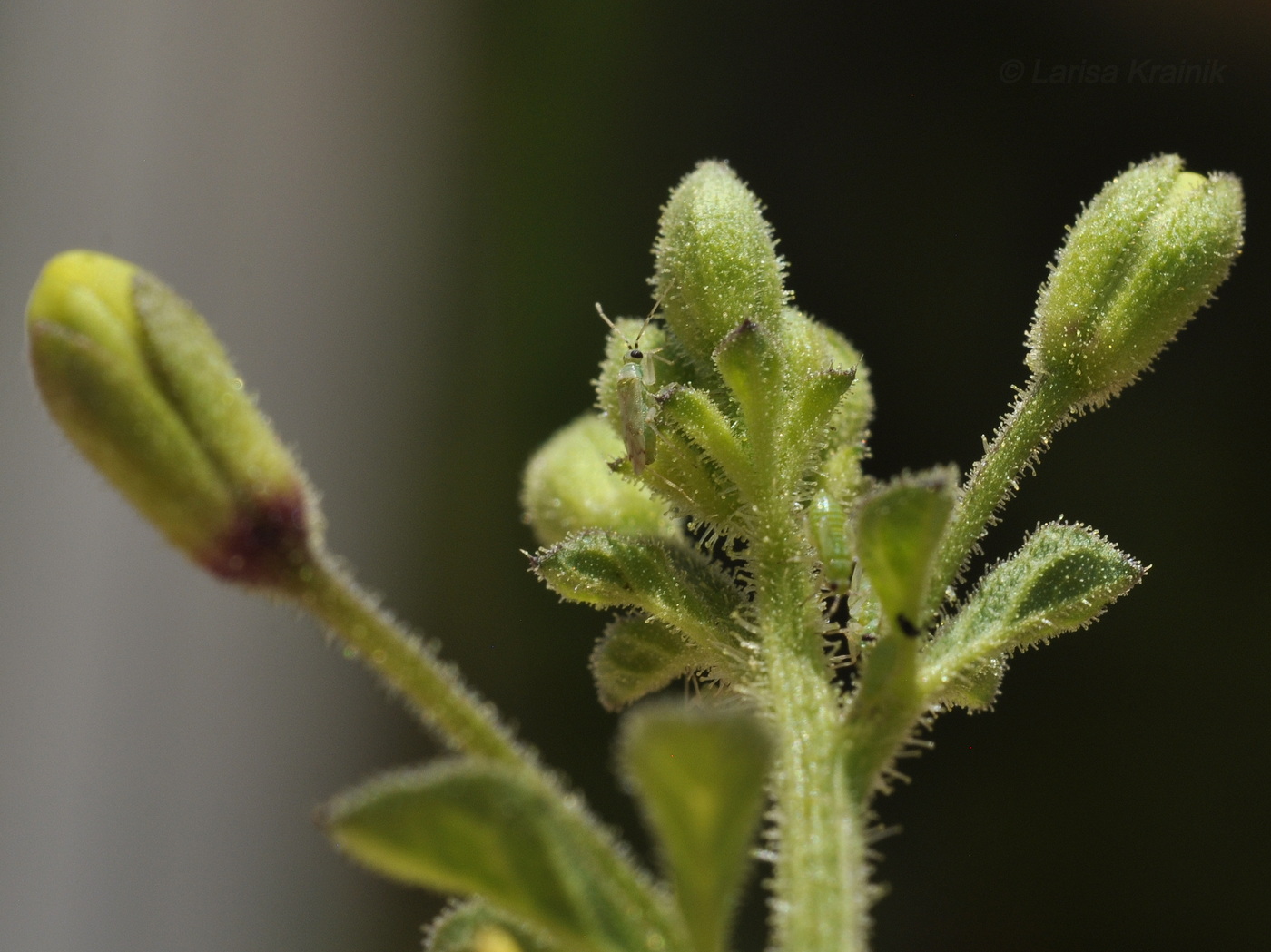 Image of Cleome viscosa specimen.