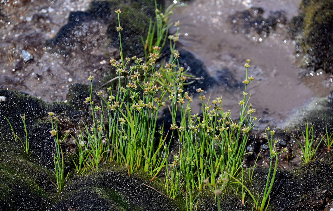 Изображение особи Juncus turczaninowii.