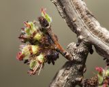 Ulmus macrocarpa. Часть ветви с соцветием. Приморский край, Шкотовский р-н, окр. дер. Лукьяновка, долина р. Суходол, скалы юго-западной экспозиции. 19.04.2024.