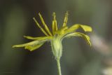 familia Asteraceae