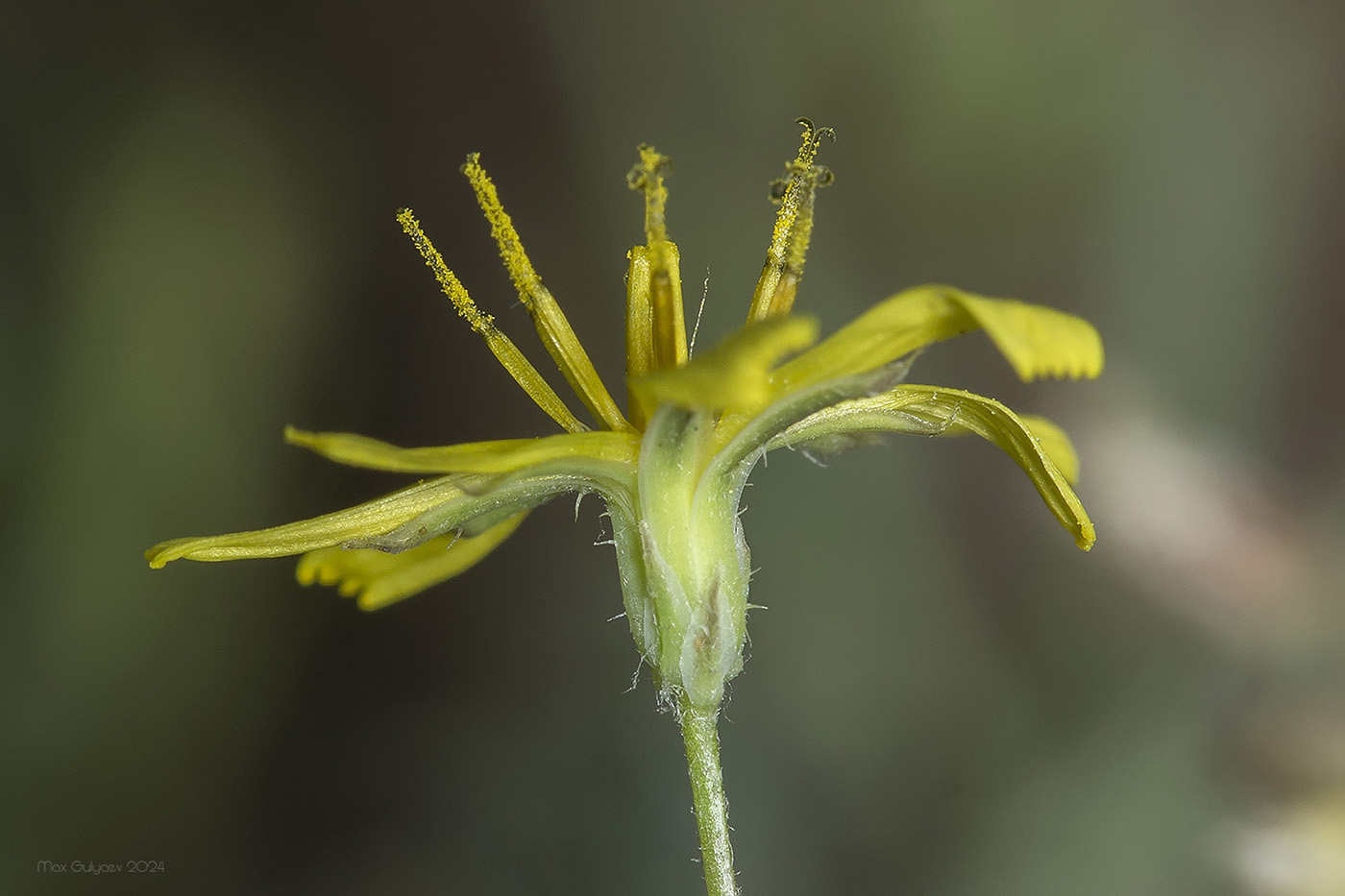 Изображение особи семейство Asteraceae.