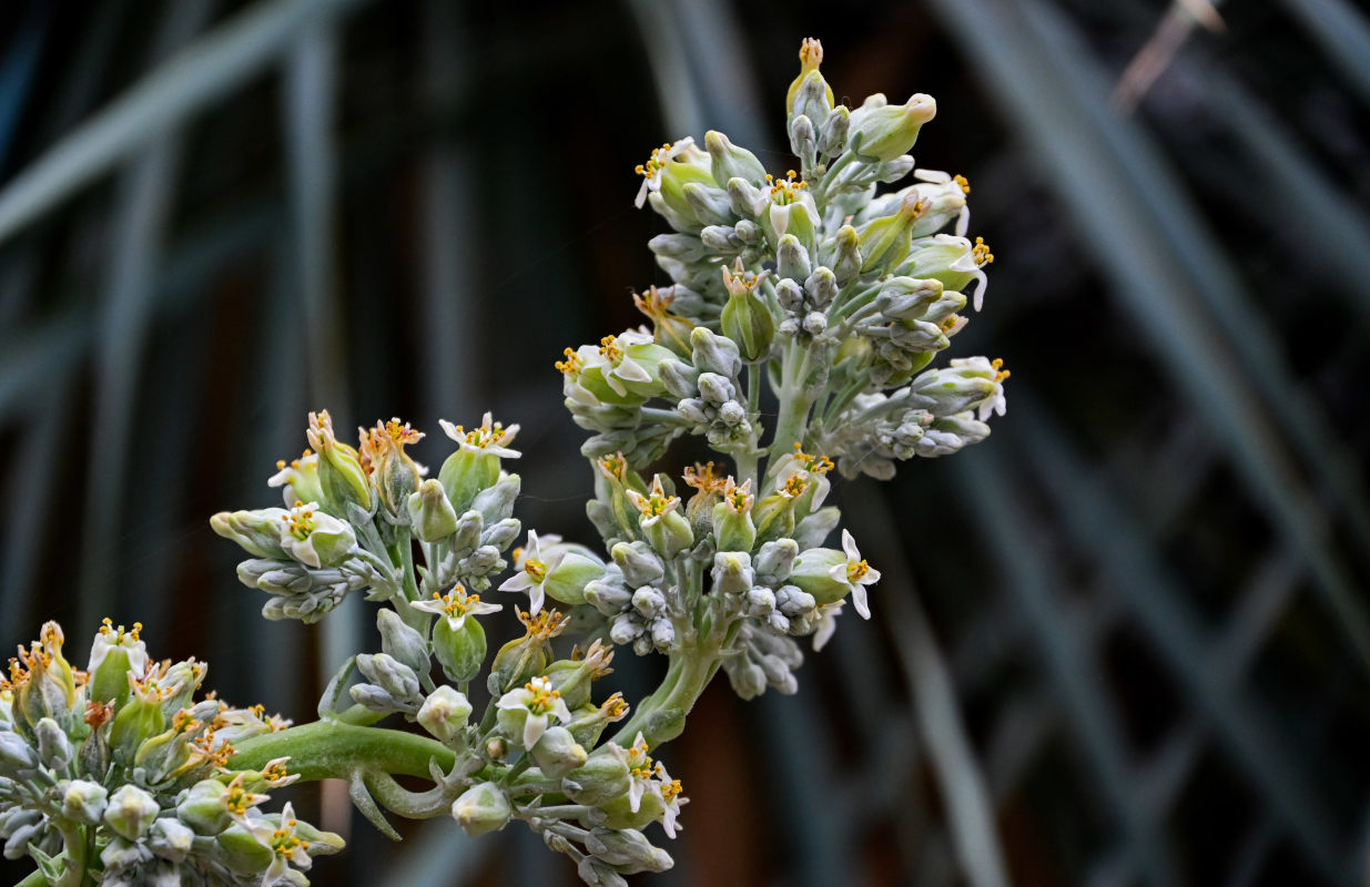 Image of Kalanchoe luciae specimen.