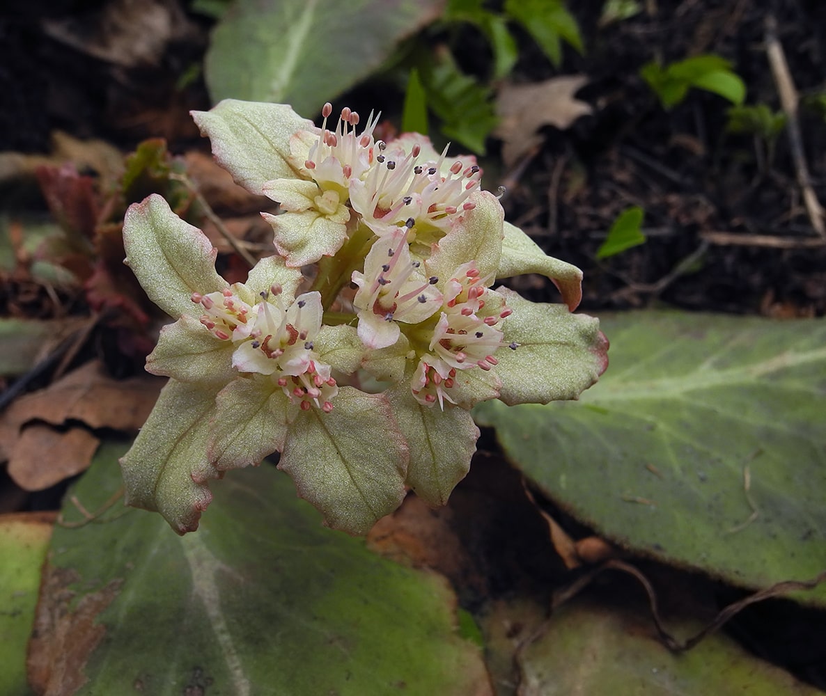 Image of Chrysosplenium macrophyllum specimen.