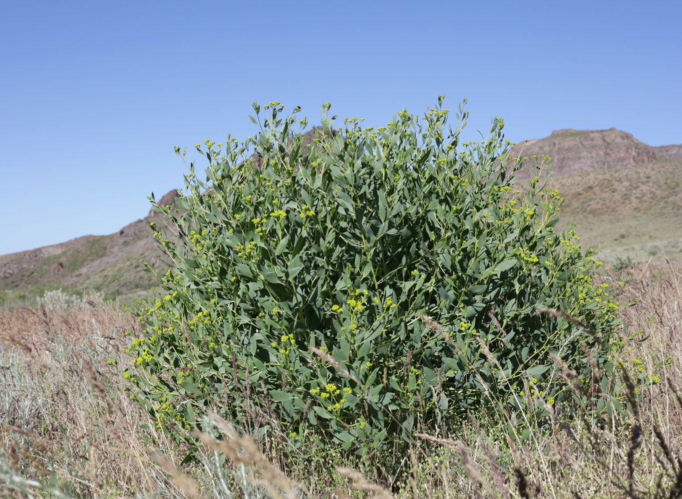 Image of Haplophyllum perforatum specimen.