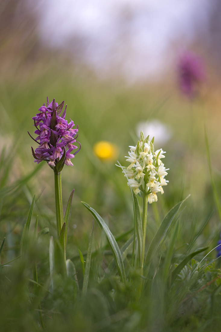 Изображение особи Dactylorhiza romana ssp. georgica.