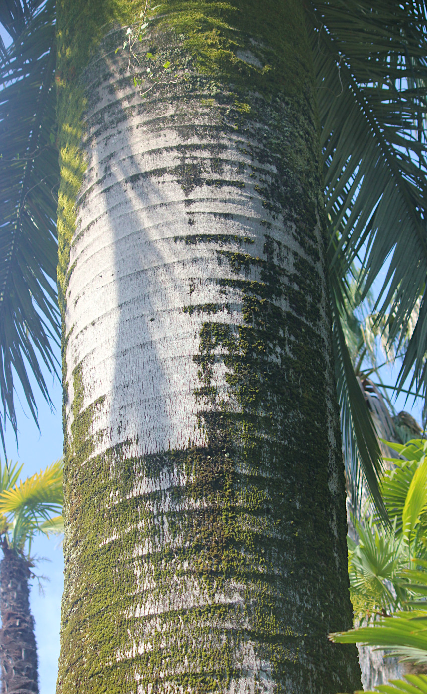 Image of Jubaea chilensis specimen.