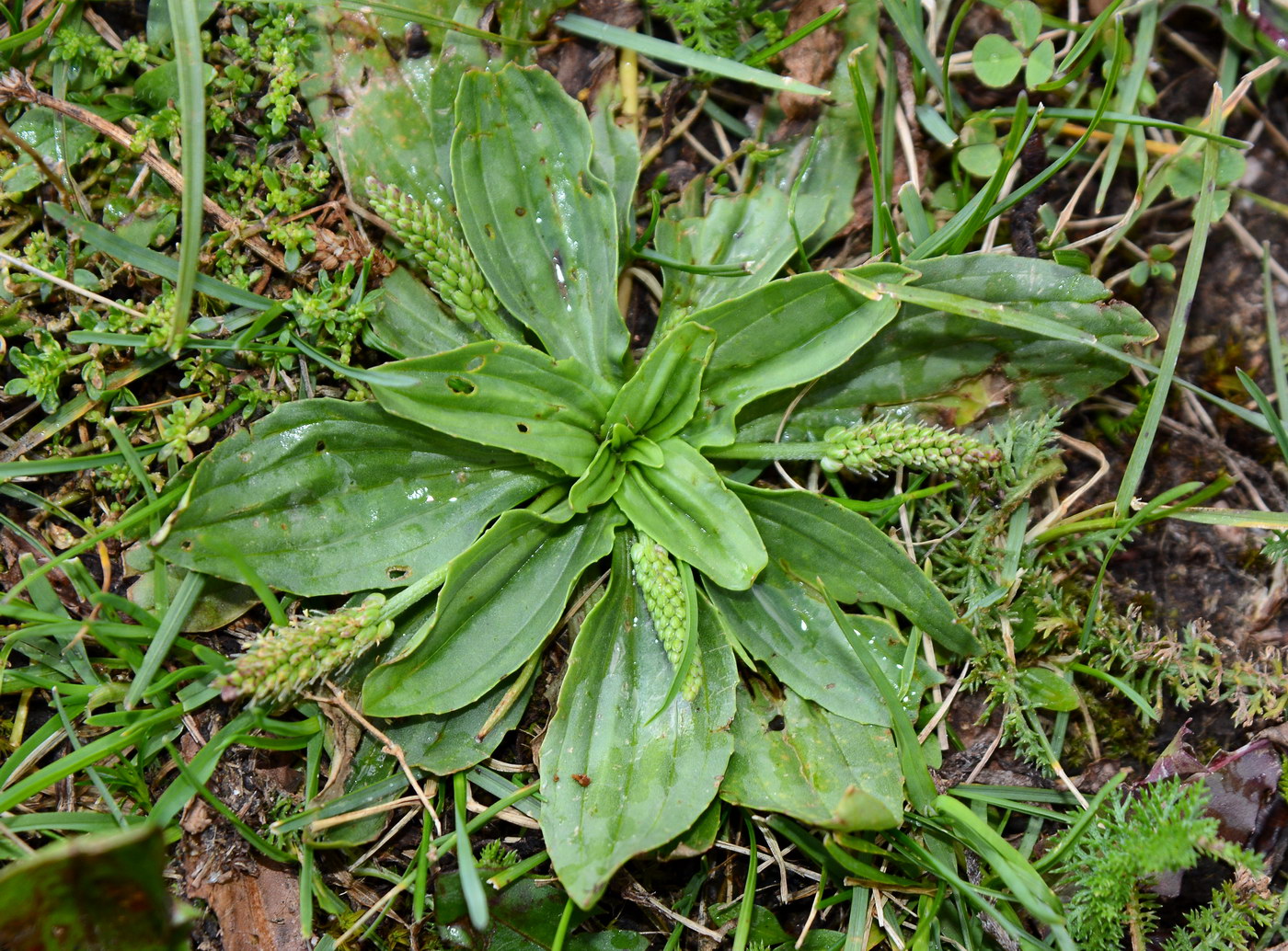 Изображение особи Plantago depressa.