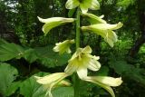 Cardiocrinum cordatum