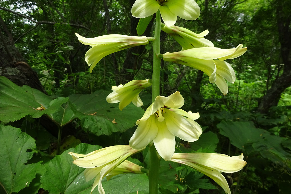 Изображение особи Cardiocrinum cordatum.