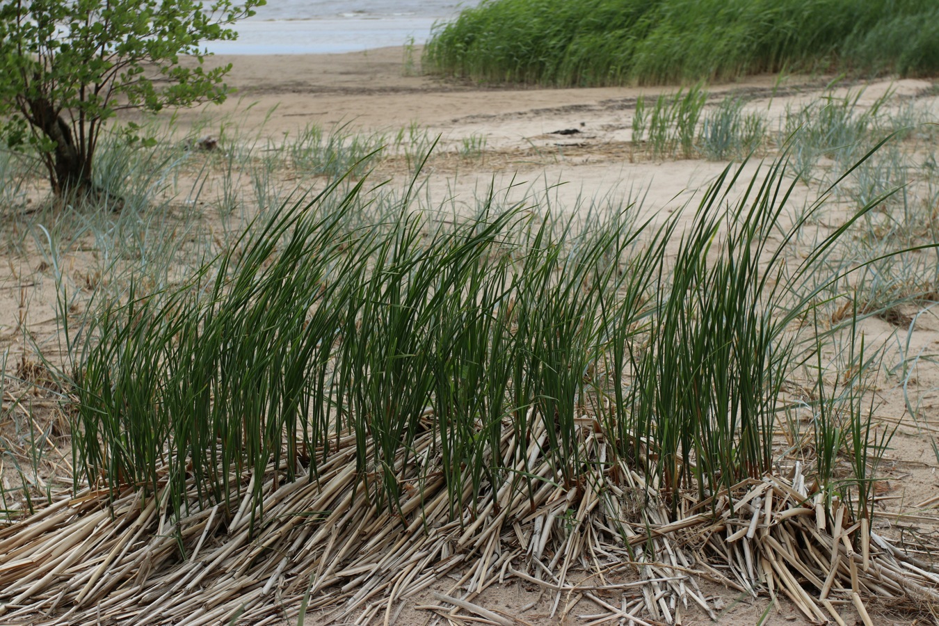 Изображение особи Typha angustifolia.